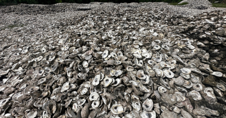 Louisiana sees shells as more than just dinner waste