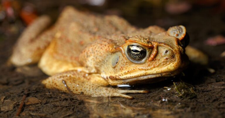 To save wild crocodiles in Australia, scientists gave them food poisoning