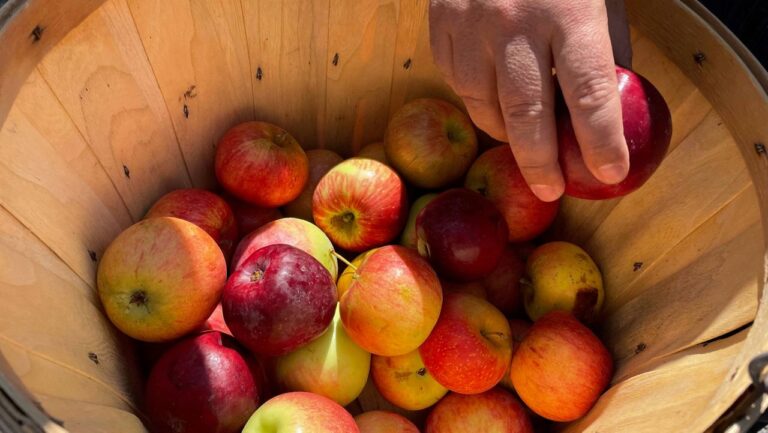Falling for apples: 10 orchards near NYC for pick-your-own fun