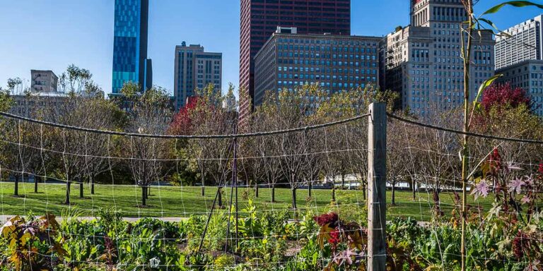 Farming in Chicago
